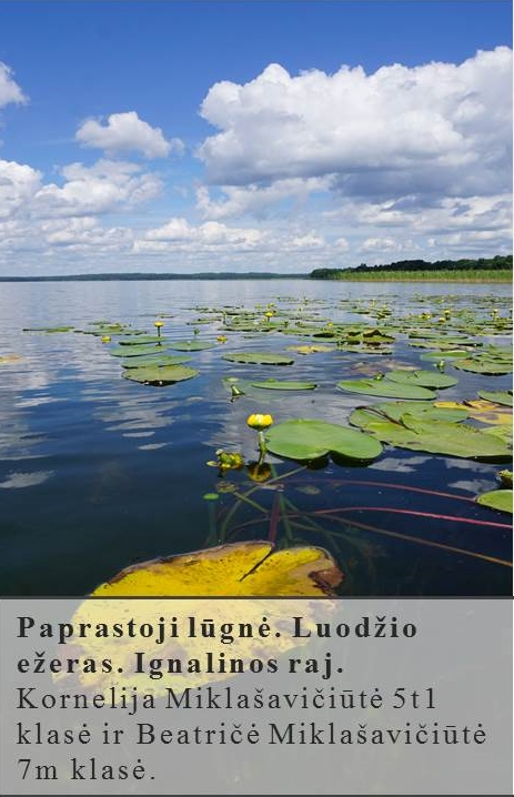 Skaidrė102