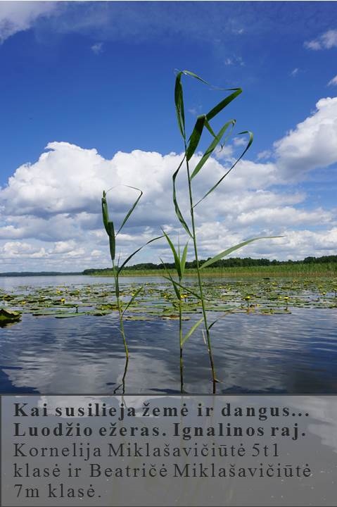 Skaidrė115