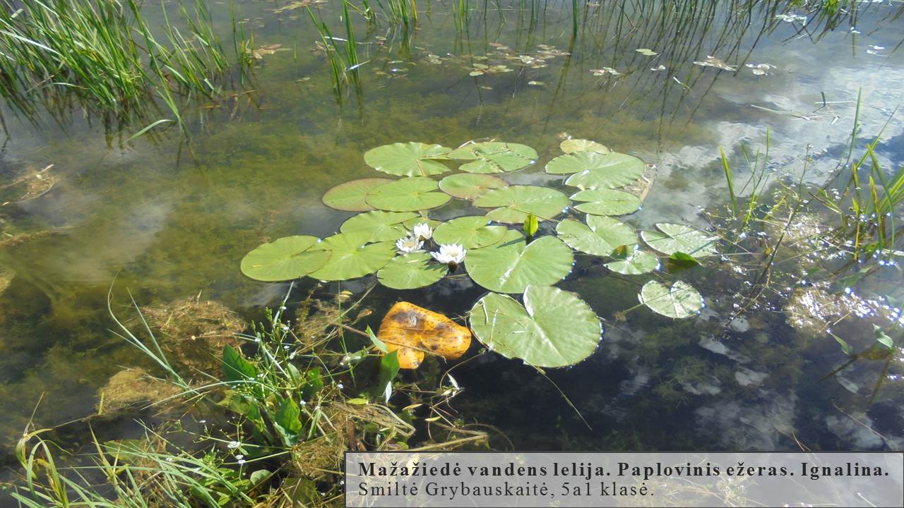 Skaidrė141