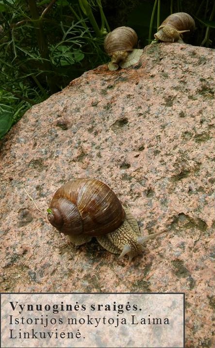 Skaidrė162
