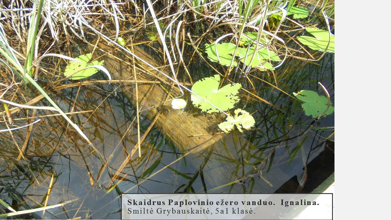 Skaidrė165