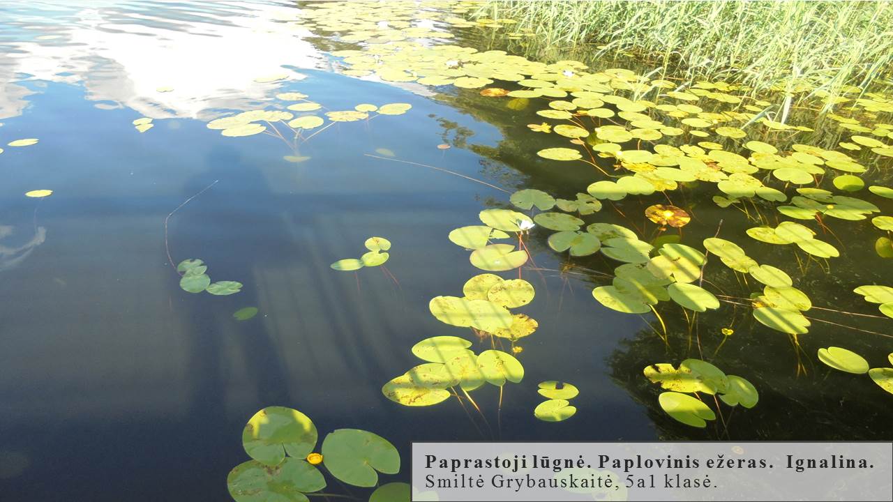 Skaidrė172