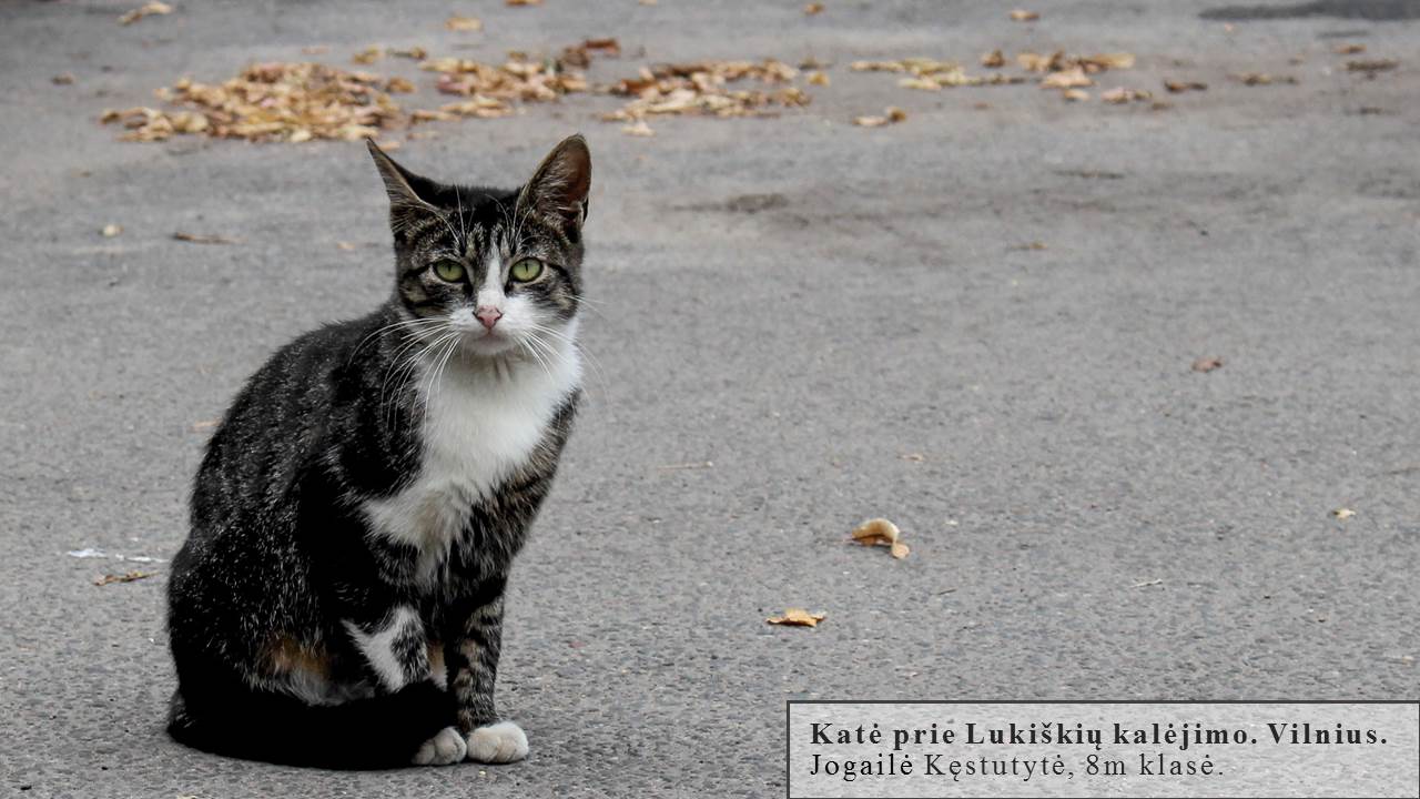 Skaidrė23