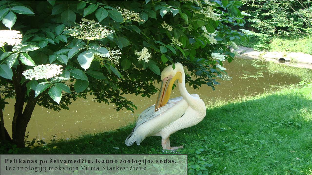 Skaidrė28