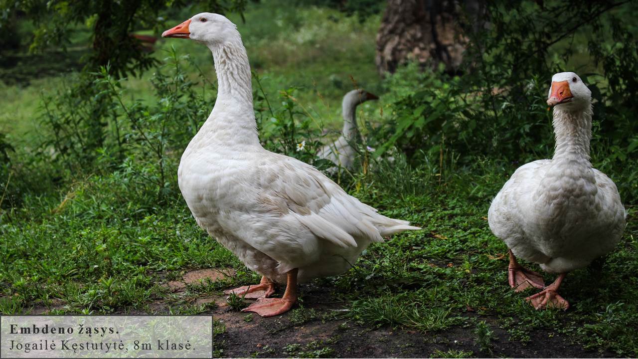 Skaidrė54