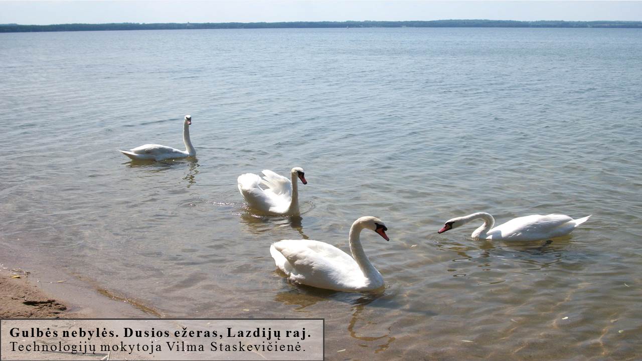 Skaidrė94