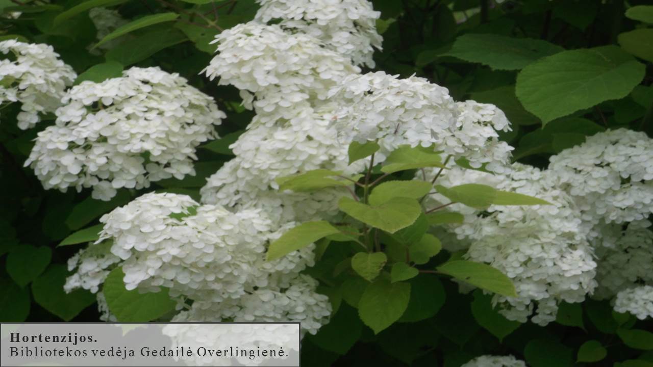 Skaidrė95